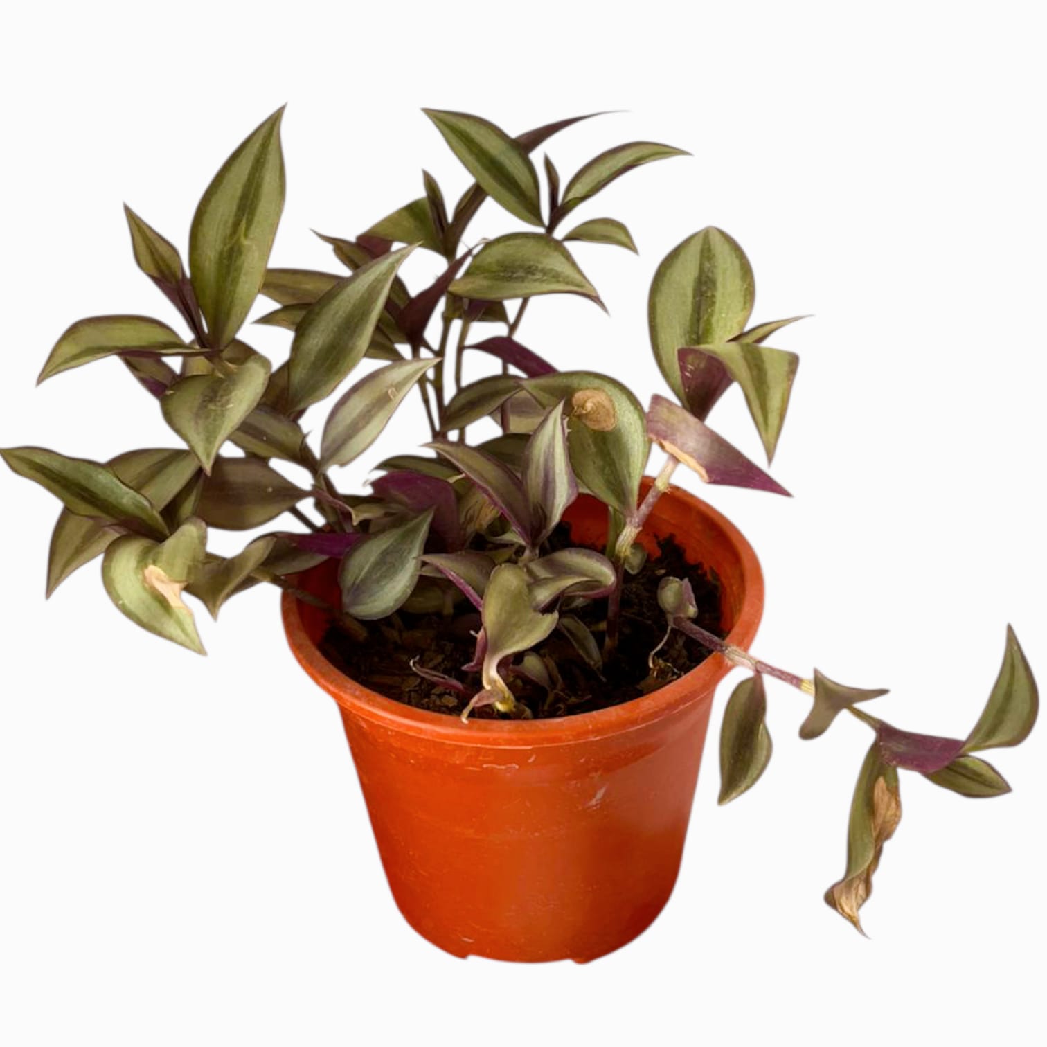 Tradescantia purpúrea