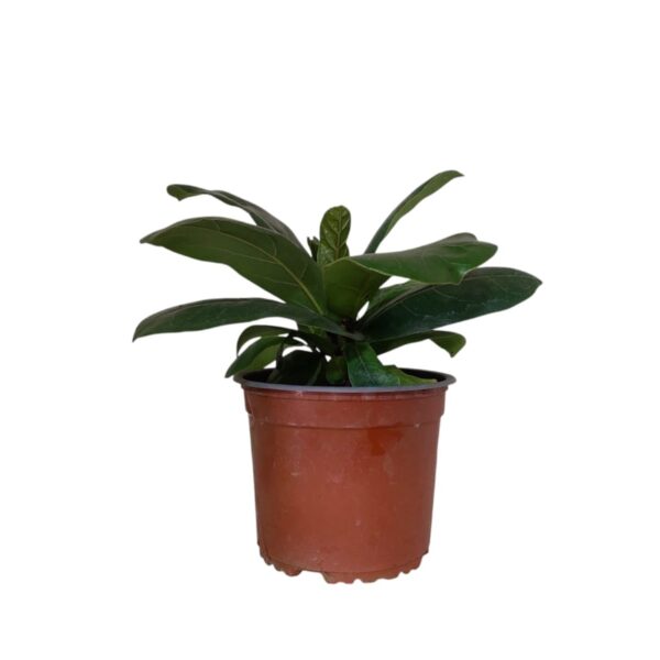 Ficus Lyrata 25cms