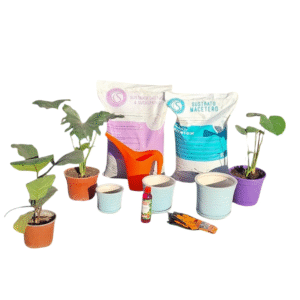 Pack Interiores Verdes