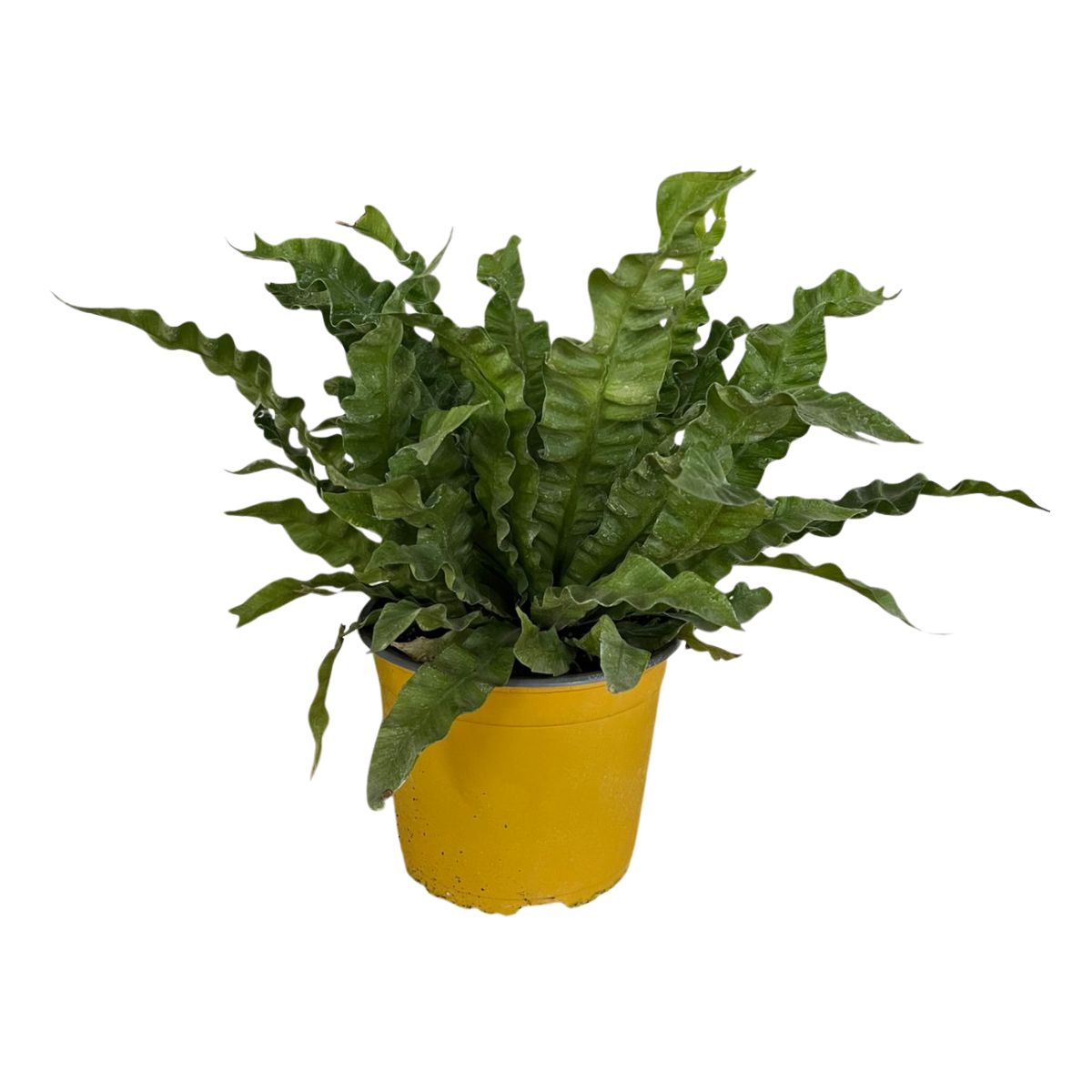 Helecho Crispy Wave 35cms