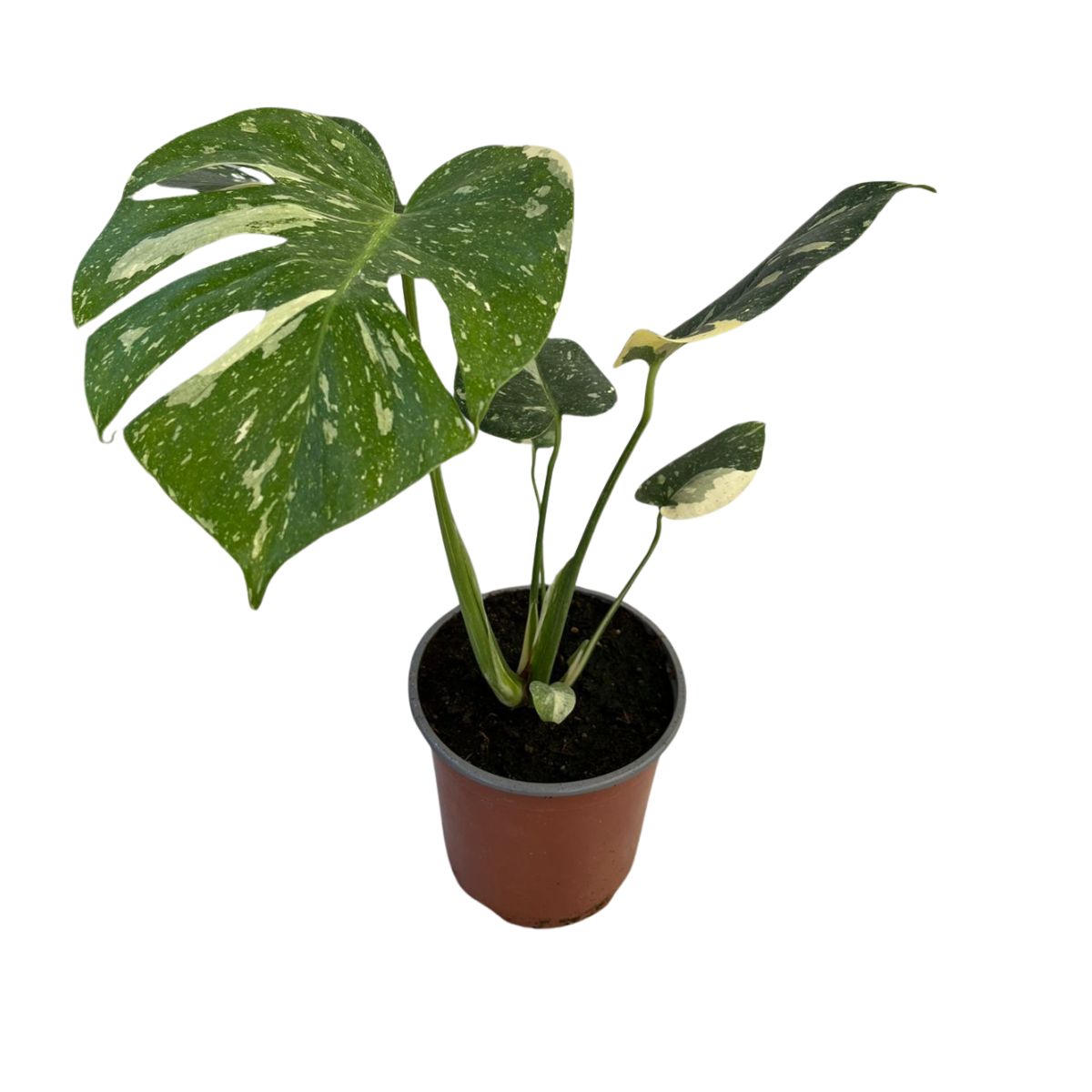 Monstera Thai Constellation Mac17 - Planta de Interior Variegada Premium